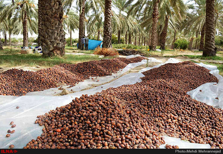 خرما ضایعات درجه‌ ای که جیرفت خرید