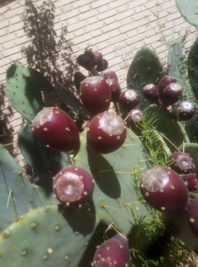 فروش فوق العاده میوه کاکتوس انگلمانی + بسته بندی ۲۵ کیلویی
