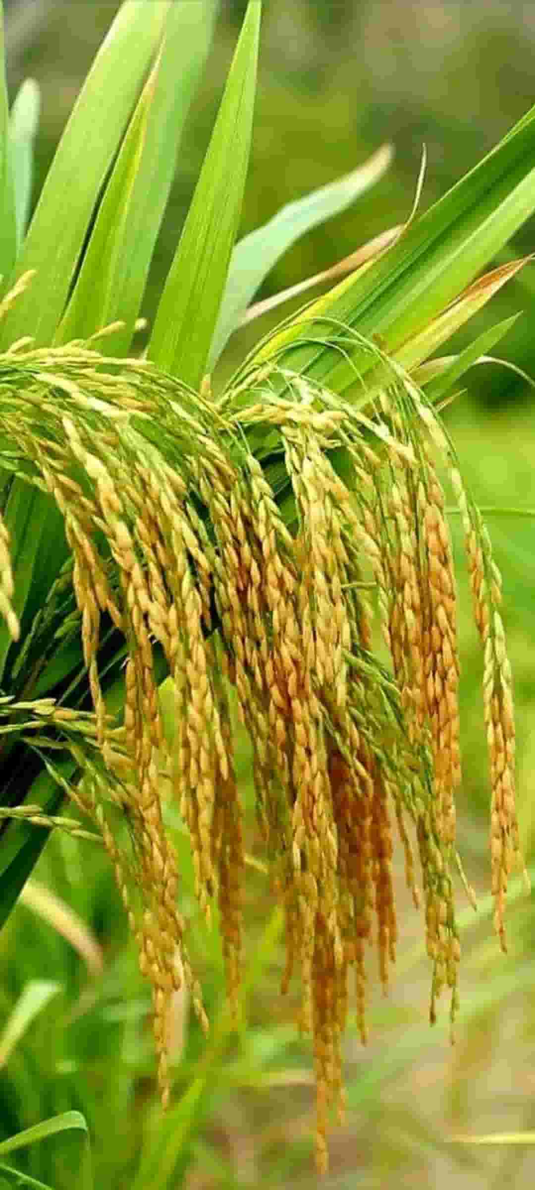 تصویر 2 از قیمت خرید برنج ۳۸۶ پاکستانی باسماتی