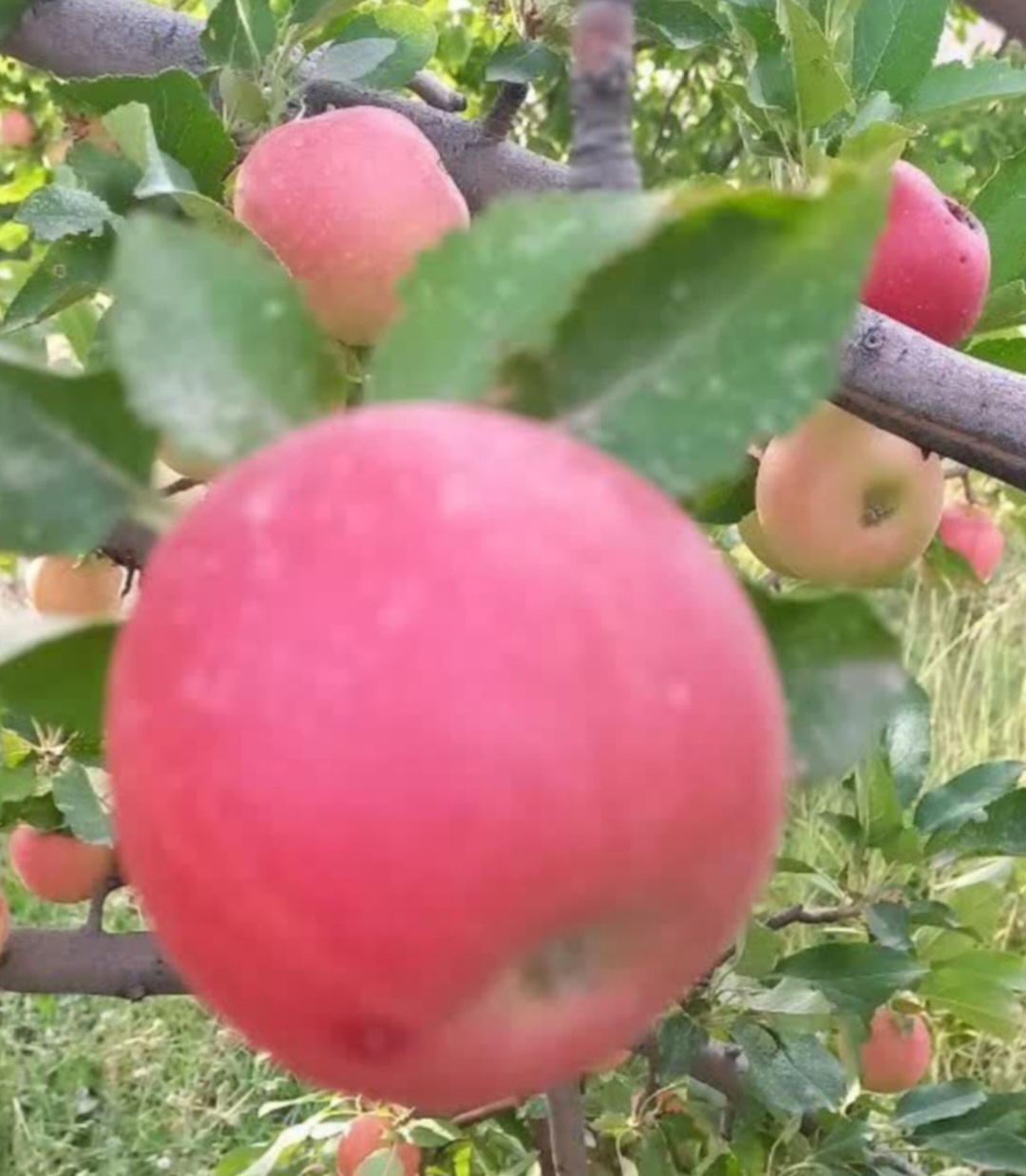 تصویر 1 از قیمت خرید سیب گالا اشنویه