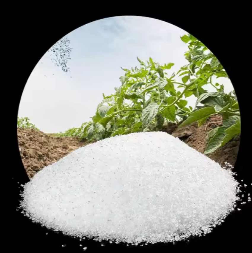 تصویر 1 از سفارش عمده هیدروژل؛ تضمین شادابی گیاهان در تمام فصول