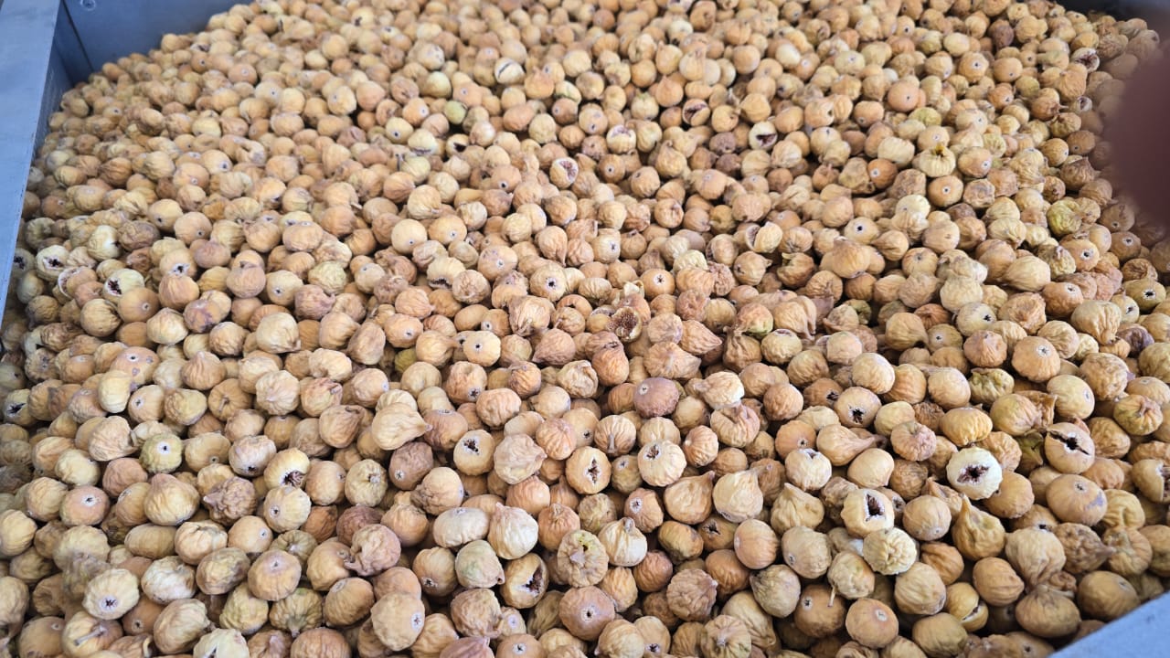 تصویر 3 از مرکز خرید و فروش انجیر خشک اعلا + قیمت مطمئن