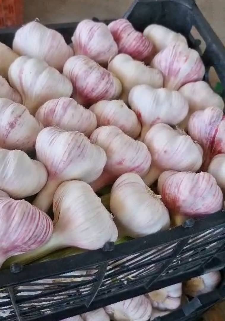 سیر قرمز همدان + سیر قرمز ایرانی