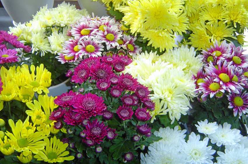 تصویر 5 از فروش ویژه گل داوودی گلدانی + عمده