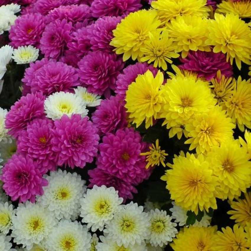تصویر 3 از فروش ویژه گل داوودی گلدانی + عمده