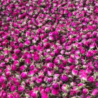 تصویر 1 از فروش ویژه غنچه گل محمدی خشک فله