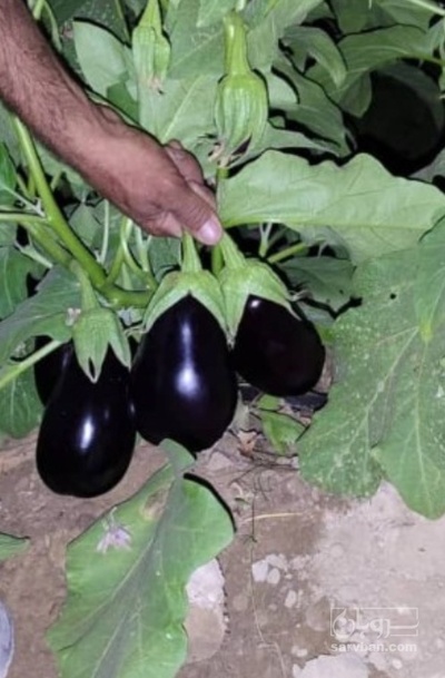 تصویر 1 از قیمت خرید بادمجان دلمه ای شیرین با فروش عمده