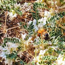 تصویر 5 از عسل طبیعی درجه یک