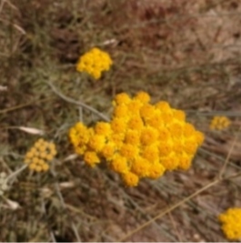 تصویر 2 از عسل طبیعی درجه یک