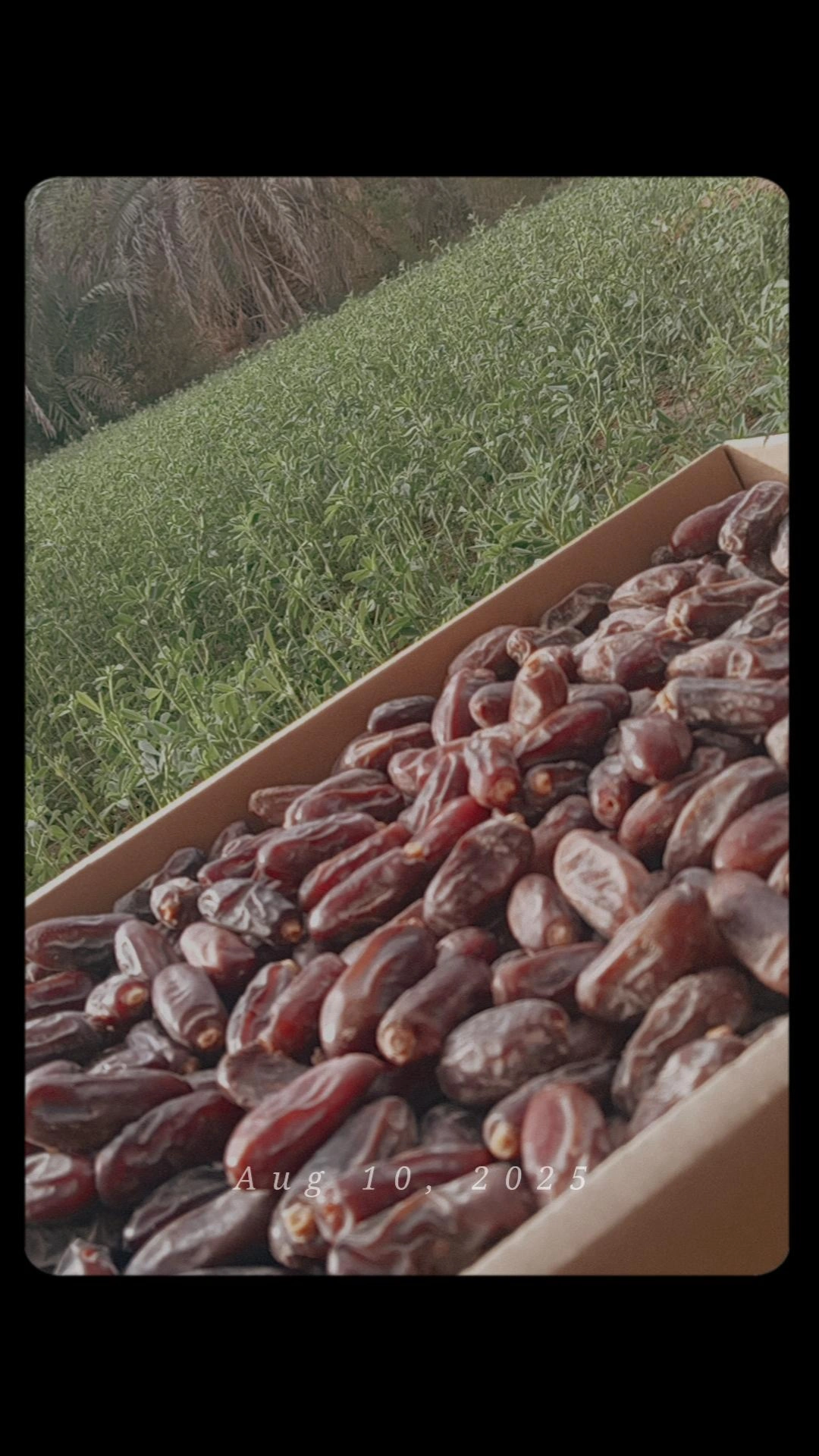 تصویر 2 از قیمت خرید خرما ربی سراوان