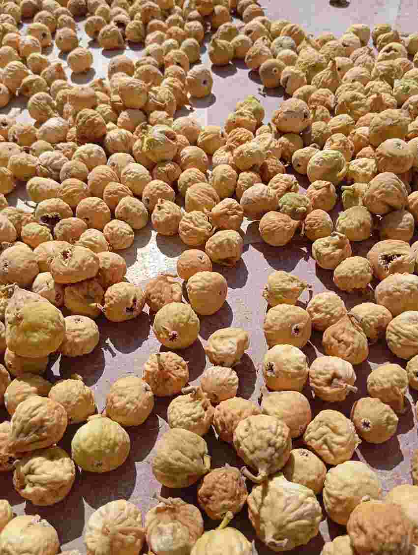 تصویر 2 از خریدانجیرخشک اسهبان + قیمتی باورنکردنی