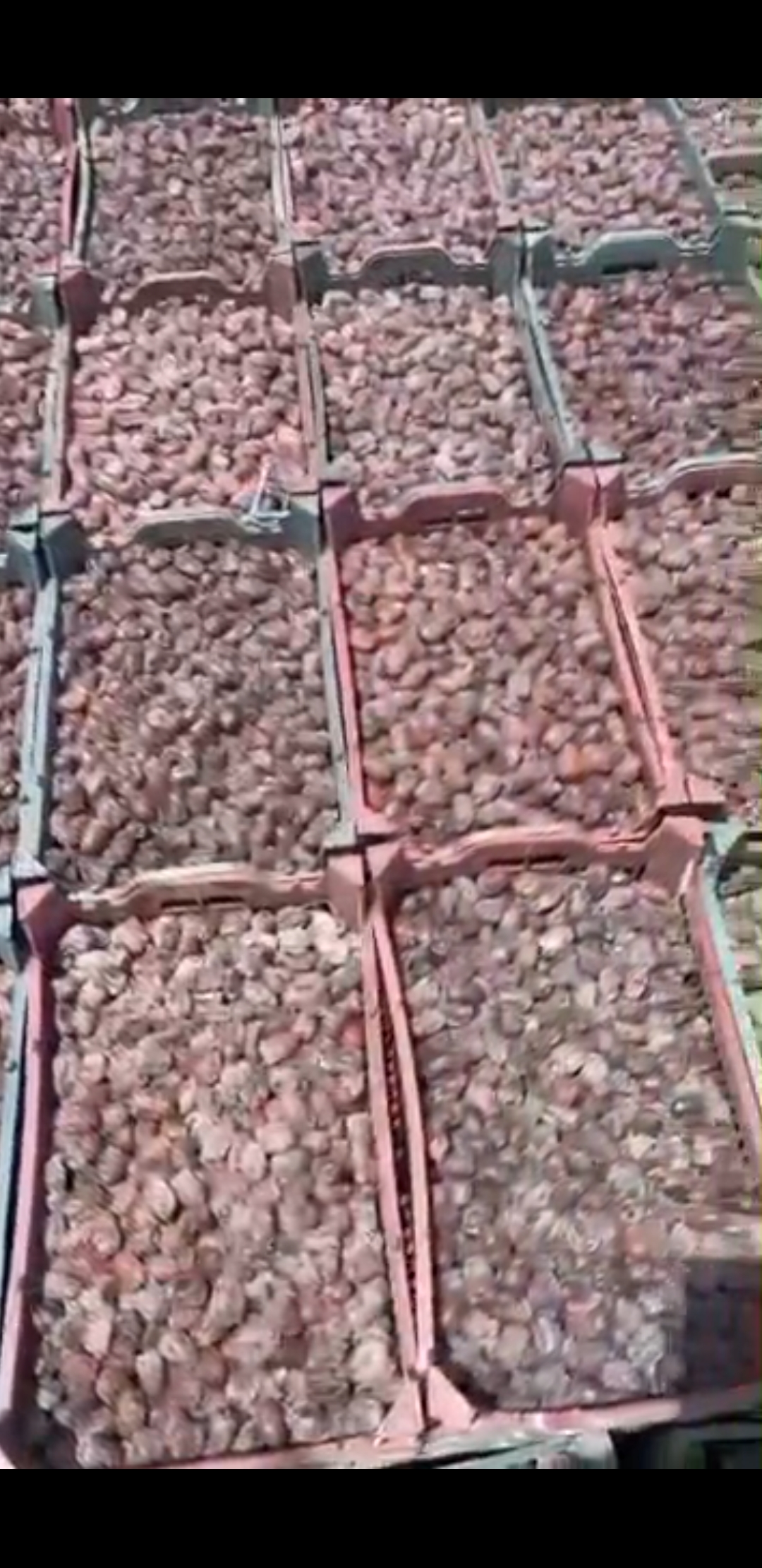 خرما کلوته بندرعباس بافت مغذی و طبیعی