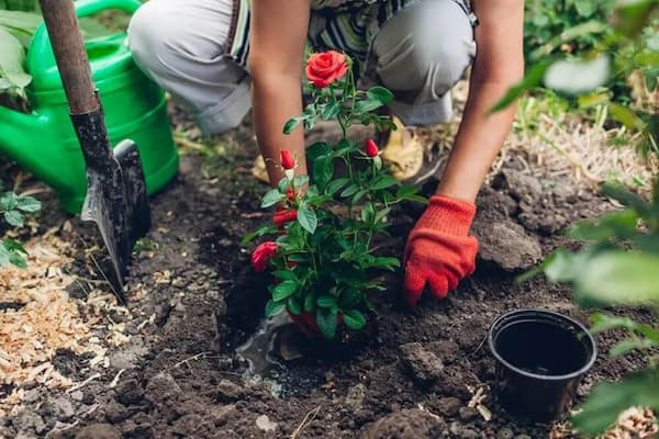 قیمت کود گلدهی