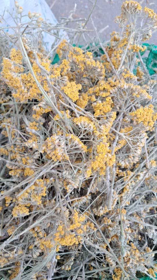 تصویر 4 از خرید و فروش عمده بومادران تازه با قیمت رقابتی