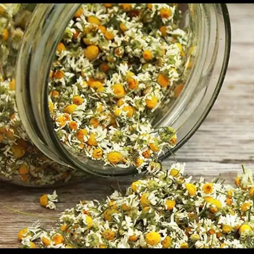 تصویر 5 از خرید عمده بابونه سفید با قیمت ویژه