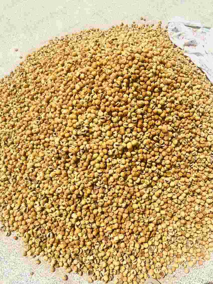 تصویر 2 از مرکز خرید و فروش انجیر خشک + فروش استثنایی