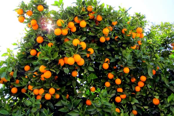 تصویر 5 از قیمت خرید پرتقال پیوندی دزفول با فروش عمده