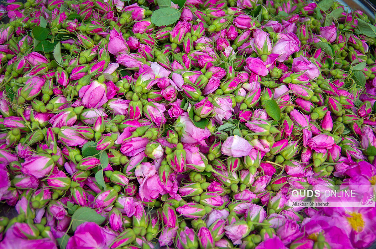 خرید و بسته بندی عمده غنچه خشک گل محمدی صادراتی با شرکت فولاد گل