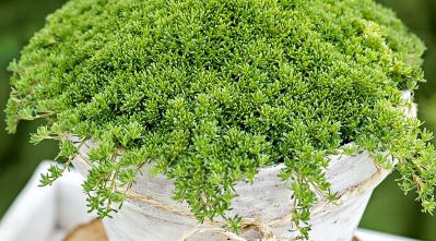 تصویر 1 از خرید عمده آویشن کوهی با عطر طبیعی کوهستان