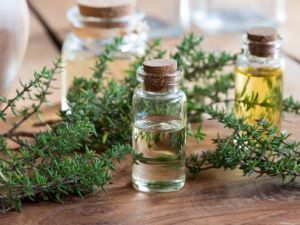 تصویر 2 از فروش عمده آویشن برگ باریک با کیفیت صادراتی