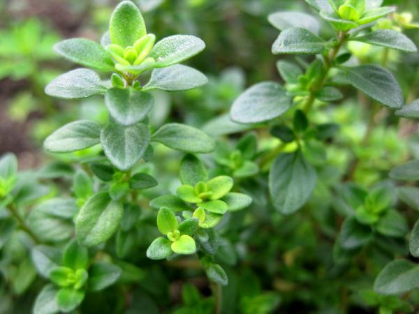 تصویر 1 از قیمت خرید و فروش عمده آویشن برگ پهن تازه و خوش‌عطر