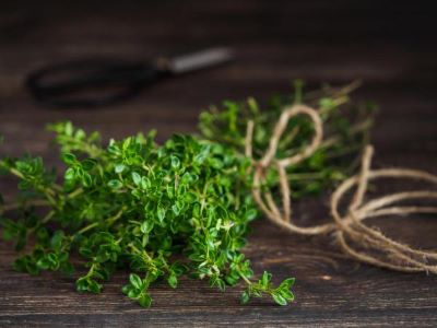 قیمت خرید و فروش عمده آویشن شیرازی بحال خود
