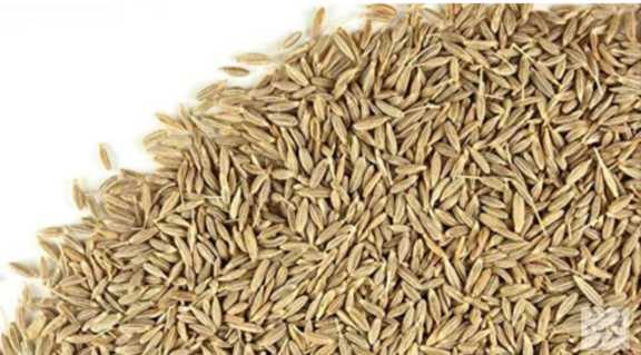 زیره سبز عطاری ارزان قیمت