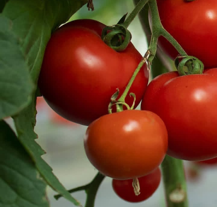 تصویر 1 از فروش عمده رب گوجه‌فرنگی بی نظیر + خرید استثنایی