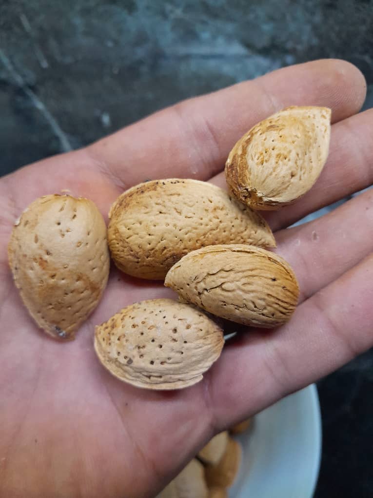 تصویر 1 از قیمت خرید بادام درختی پرمغز