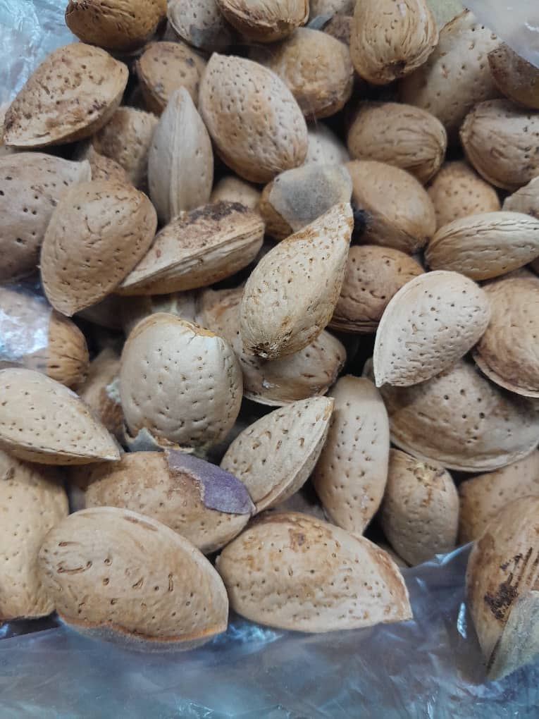 تصویر 2 از قیمت خرید بادام درختی پرمغز
