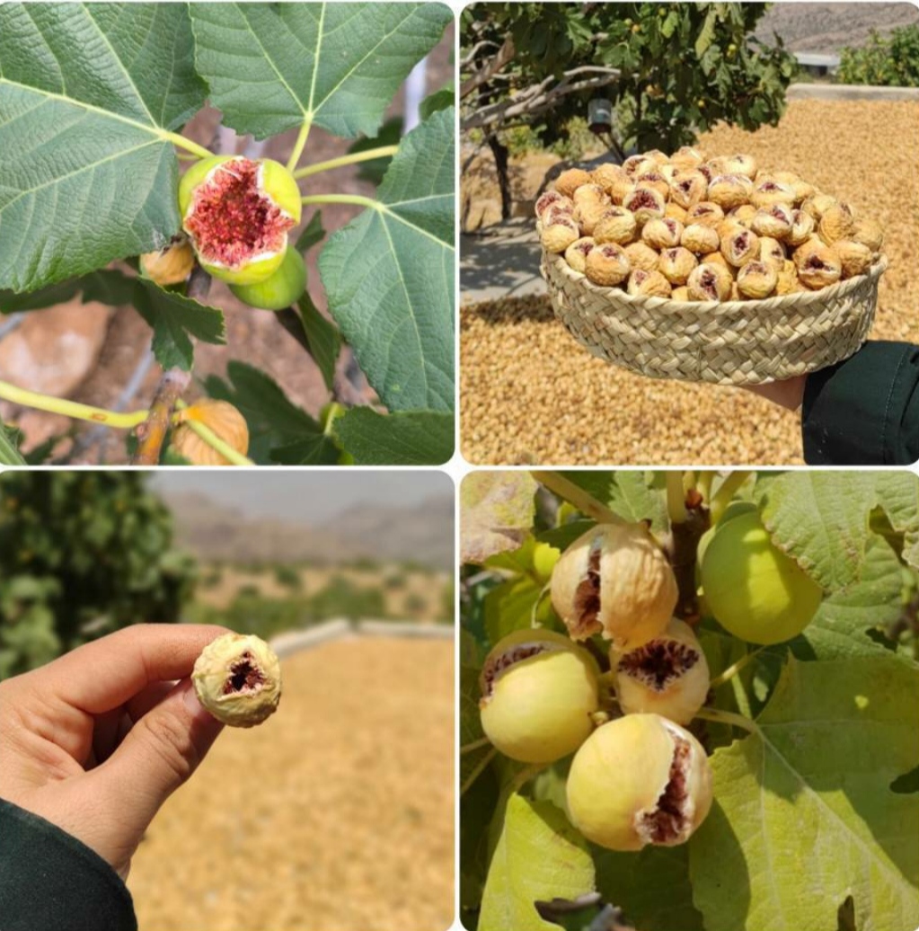 خرید عمده انواع انجیر خشک طبیعی با قیمت ویژه