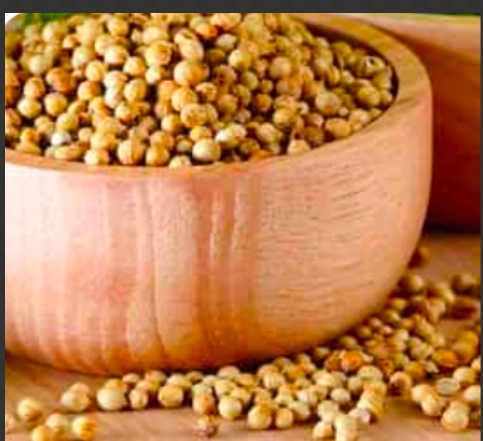 تصویر 1 از خرید بذر گشنیز + خرید به صرفه