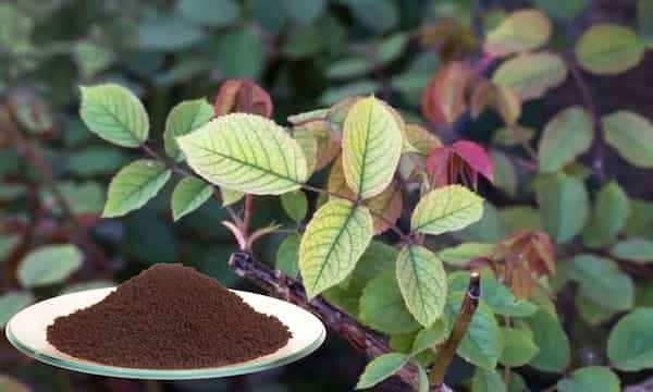 تصویر 5 از خرید و قیمت کود آهن + فروش عمده