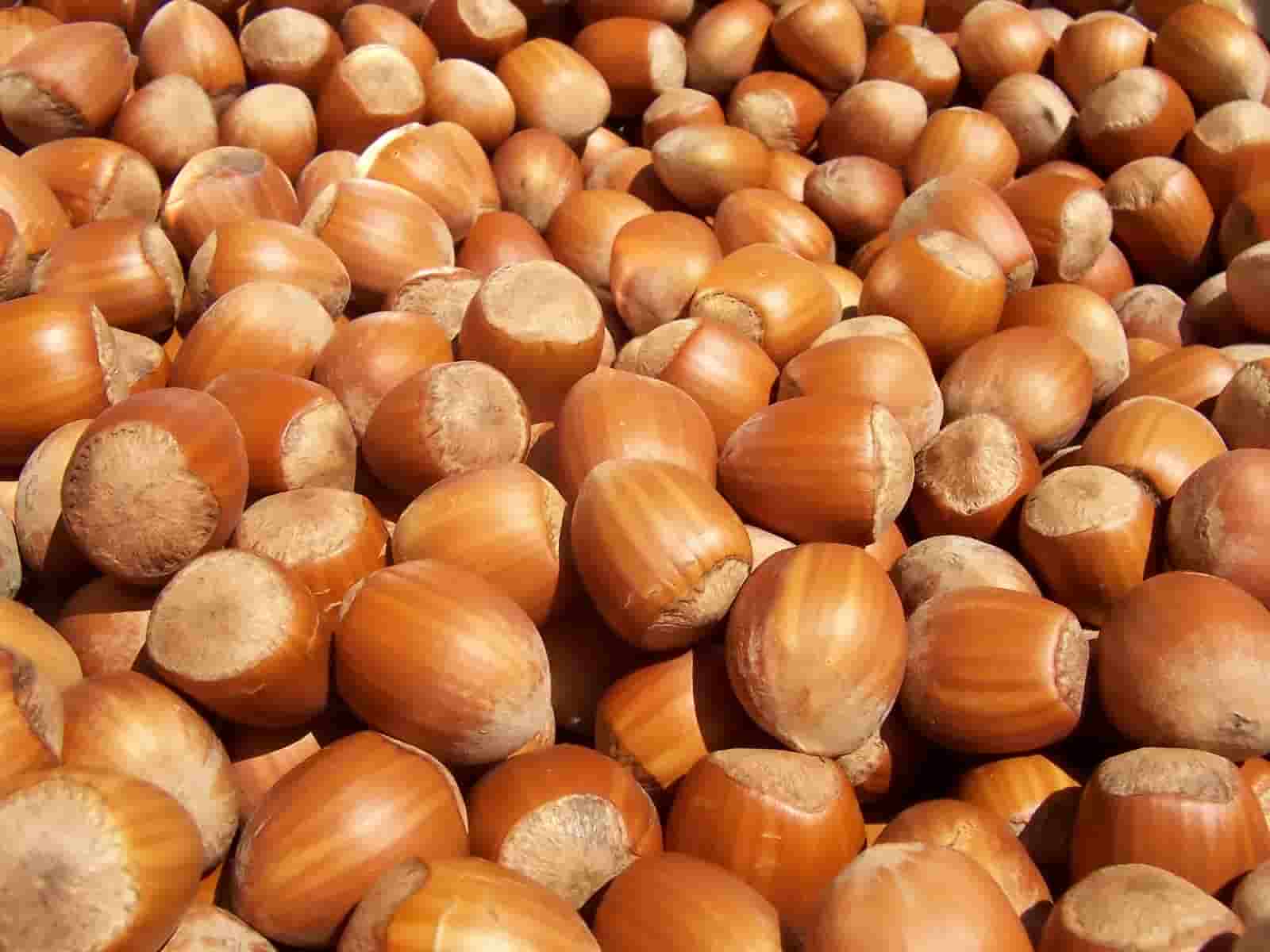 تصویر 3 از فندق گیلان + خرید