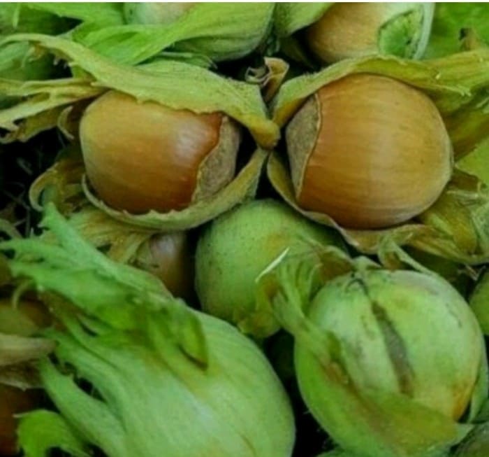 تصویر 2 از قیمت فندق تازه + پخش تولیدی عمده کارخانه