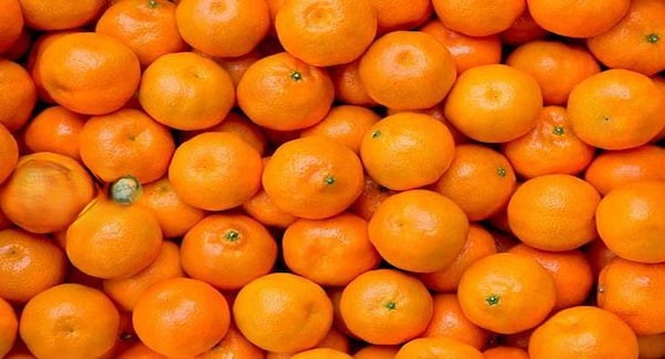 تصویر 5 از قیمت خرید پرتقال دزفول + فروش ویژه