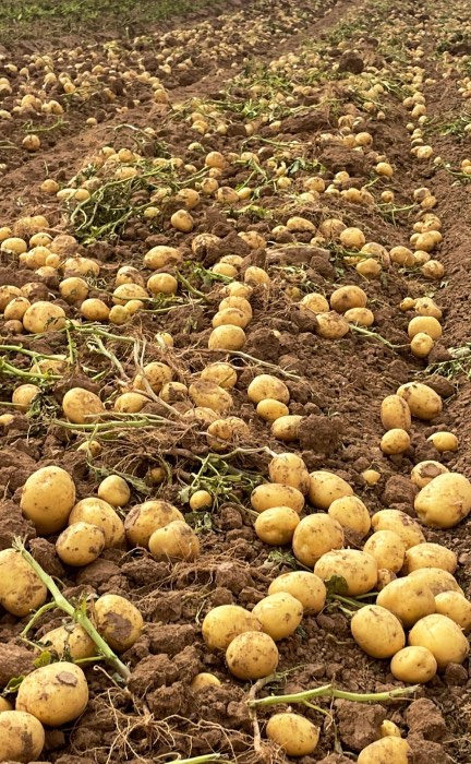 تصویر 1 از سیب زمینی + فروش