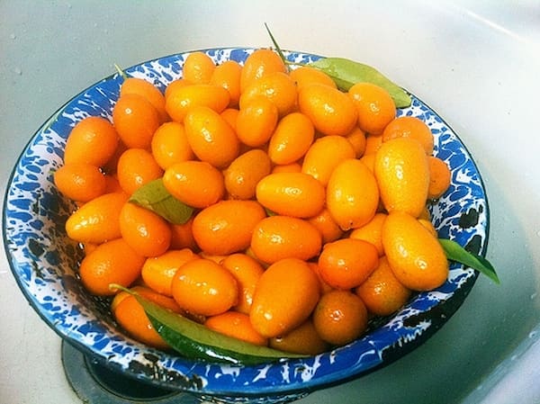 تصویر 3 از خرید پرتقال جنگلی شمال + قیمت فروش استثنایی