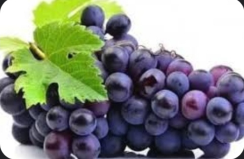 تصویر 3 از شیوه انگور مرغوب + خرید استثنایی