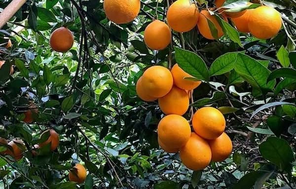 تصویر 3 از قیمت خرید پرتقال جنگلی اعلا + فروش ویژه