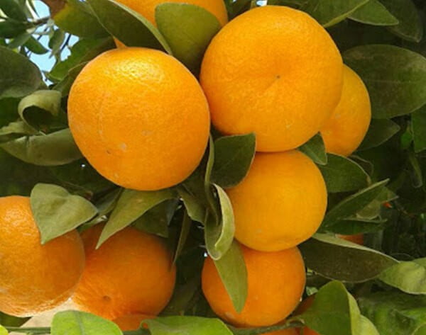 تصویر 3 از فروش پرتقال خوشه ای جهرم + قیمت خرید به صرفه