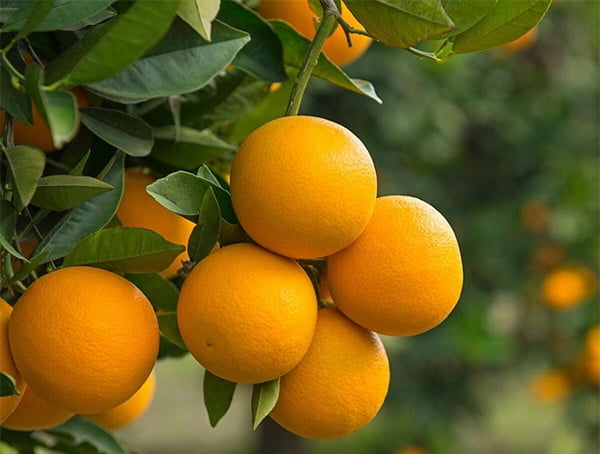 تصویر 5 از قیمت خرید پرتقال والنسیا مازندران با فروش عمده