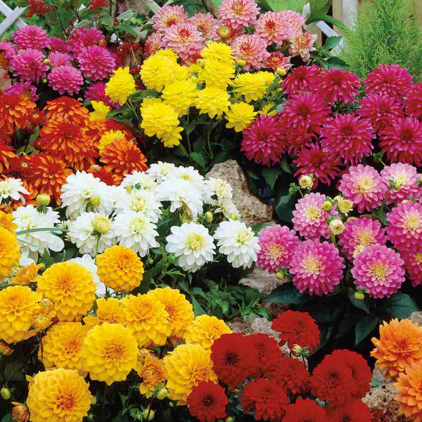 فروش گل داوودی