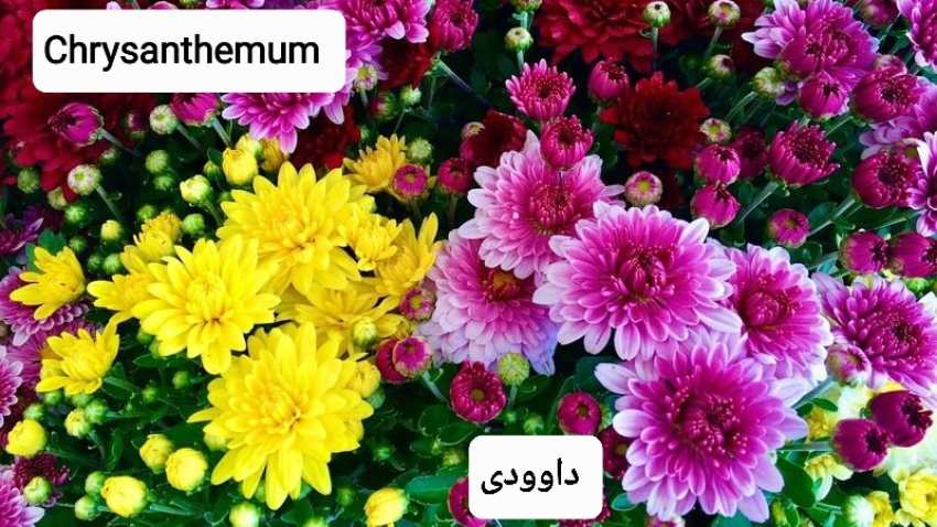خرید گل داوودی