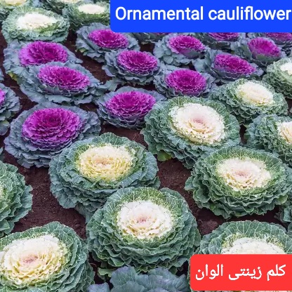 تصویر 2 از فروش ویژه کلم زینتی گلدانی  بصورت عمده