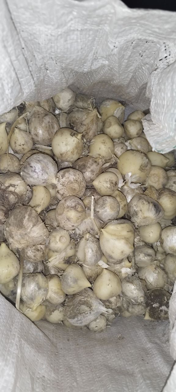 موسیر همدان