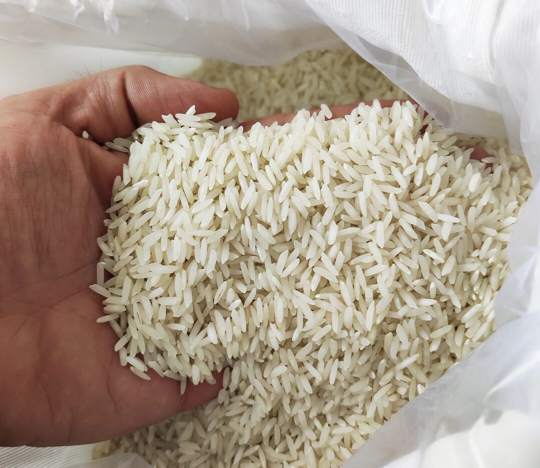 تصویر 1 از خرید و فروش کشت دوم مرغوب مازندران آمل