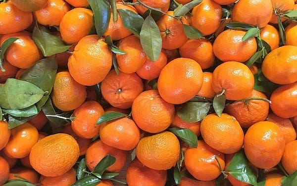 تصویر 1 از خرید و قیمت نارنگی یافا اعلا + فروش عمده