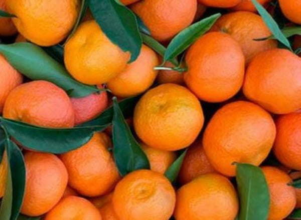 تصویر 2 از نارنگی یافا با تازگی چشمگیر و کیفیتی برتر