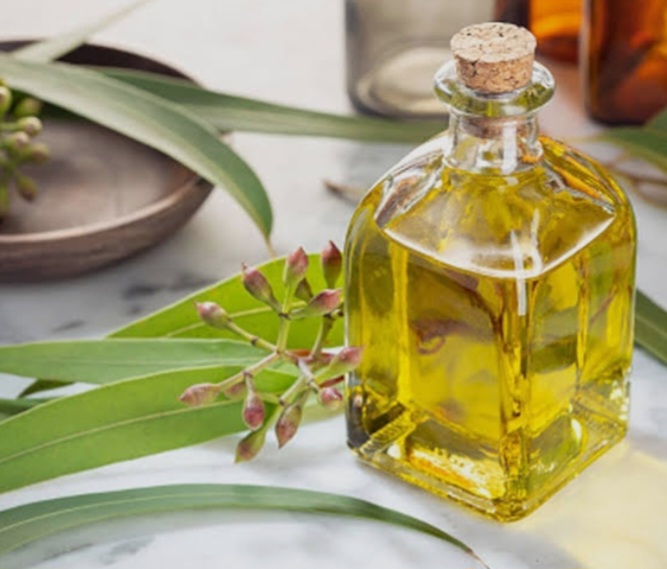 اسانس اکالیپتوس گرید بهداشتی + قیمت مناسب و کیفیت عالی